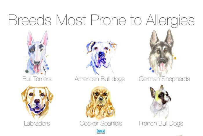 List of dog allergies best sale