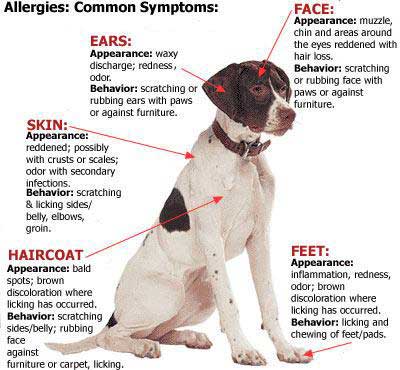 Most common shop dog food allergies